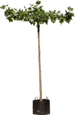 Plataan kruisdak 240 cm stamhoogte | Platanus hispanica 16-20 cm 240 cm| Bomenbezorgd.nl