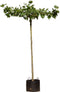 Plataan kruisdak 240 cm stamhoogte | Platanus hispanica 16-20 cm 240 cm| Bomenbezorgd.nl