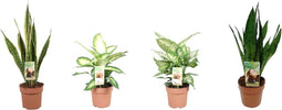 Goed & Groen - Combipakket - Sansevieria Laurentii en Zeylanica en Dieffenbachia Compacta en Camilla -↨ 60cm - Potmaat 17 - Kwaliteit Planten - Kamer Plant - Kamerplanten - Sfeer