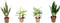Goed & Groen - Combipakket - Sansevieria Laurentii en Zeylanica en Dieffenbachia Compacta en Camilla -↨ 60cm - Potmaat 17 - Kwaliteit Planten - Kamer Plant - Kamerplanten - Sfeer