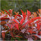 Plants by Frank - 1 lopende meter haag van rode mispel - Photinia fraseri 'Red Robin' | Plantenset met 6 winterharde haagplanten - groenblijvende haag - rechtstreeks van de kwekerij