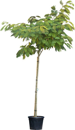Perzische Slaapboom Albizia julibrissin 350 cm