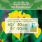 vdvelde.com - Gele Lis - Iris Pseudacorus - Voor ca. 2,5 m² - 30 losse filterplanten - Voor vijver plantenfilters - Winterharde Vijverplanten - Van der Velde Waterplanten