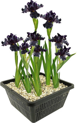 vdvelde.com - Lis Paars - Paarse Wateriris - Iris Louisiana Black Gamecock - Iris Plant 4 stuks + Vijvermand - Winterharde Vijverplanten - Van der Velde Waterplanten