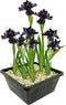 vdvelde.com - Lis Paars - Paarse Wateriris - Iris Louisiana Black Gamecock - Iris Plant 4 stuks + Vijvermand - Winterharde Vijverplanten - Van der Velde Waterplanten