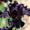 vdvelde.com - Lis Paars - Paarse Wateriris - Iris Louisiana Black Gamecock - Iris Plant 4 stuks + Vijvermand - Winterharde Vijverplanten - Van der Velde Waterplanten