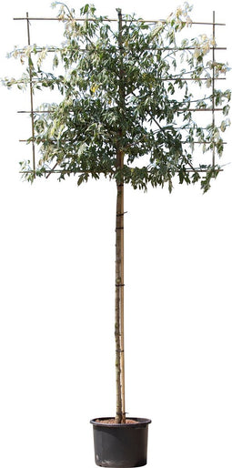 Vederesdoorn leiboom 200 cm | Acer neg. Flamingo 10-14 cm 200 cm| Bomenbezorgd.nl