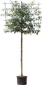 Vederesdoorn leiboom 200 cm | Acer neg. Flamingo 10-14 cm 200 cm| Bomenbezorgd.nl