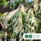 Vederesdoorn leiboom 200 cm | Acer neg. Flamingo 10-14 cm 200 cm| Bomenbezorgd.nl