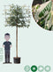 Vederesdoorn leiboom 200 cm | Acer neg. Flamingo 10-14 cm 200 cm| Bomenbezorgd.nl