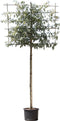 Vederesdoorn leiboom 200 cm | Acer neg. Flamingo 10-14 cm 200 cm| Bomenbezorgd.nl