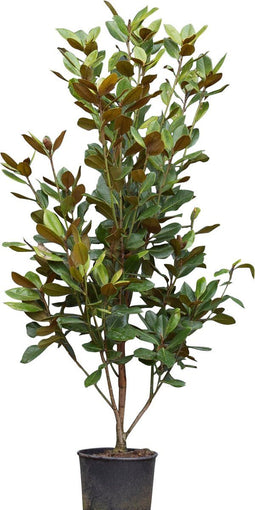 Magnolia grandiflora solitair | Magnolia grandiflora ‘Galissonière’ 150-175 hoog| Bomenbezorgd.nl