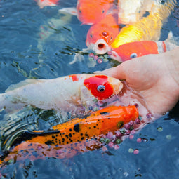 Velda SaniKoi Winter Wheat Food 3 mm 3000 ml