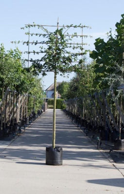 Veldesdoorn leiboom 200 cm | Acer campestre 10-14 cm 200 cm| Bomenbezorgd.nl