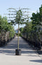 Veldesdoorn leiboom 200 cm | Acer campestre 10-14 cm 200 cm| Bomenbezorgd.nl