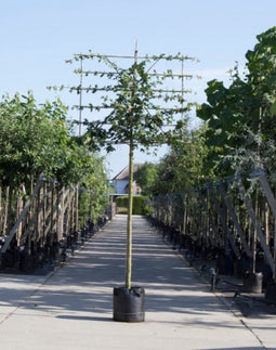 Veldesdoorn leiboom 220 cm | Acer campestre 10-14 cm 220 cm| Bomenbezorgd.nl