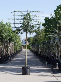 Veldesdoorn leiboom 220 cm | Acer campestre 14-18 cm 220 cm| Bomenbezorgd.nl