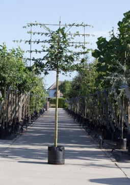 Veldesdoorn leiboom 240 cm | Acer campestre 16-20 cm 240 cm| Bomenbezorgd.nl