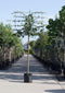 Veldesdoorn leiboom 240 cm | Acer campestre 16-20 cm 240 cm| Bomenbezorgd.nl