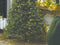 Vellight ATRIA boommantel, kerstboomverlichting voor bomen tot 1.8 m, warmwit, betoverend binnen en buiten