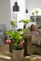 Venso EcoSolutions E27 SAGA lampenkap grijs, verbeterde fotosynthese en hogere chlorofylvorming, LED groeilamp, groeilicht voor kamerplanten, groenten, bloemen