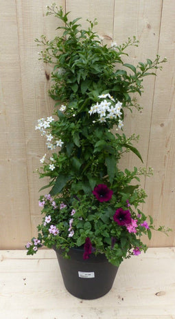 Plastic plantenbak antraciet Sterjasmijn wit met zomerbloeiers roze...