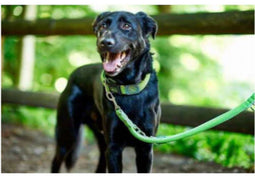 Verstelbare riemdraad 25/200 mesh, limoen