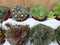 Vetplanten sedum 10 potjes per tray kleur mix