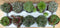 Vetplanten sedum 10 potjes per tray kleur mix