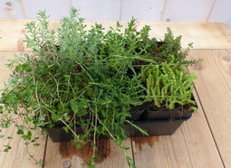 Vetplanten Sedum zes stuks