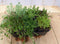 Vetplanten Sedum zes stuks