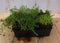 Vetplanten Sedum zes stuks