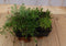 Vetplanten Sedum zes stuks