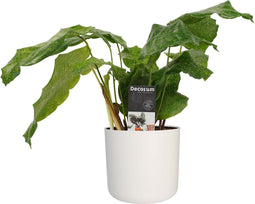 Decorum Calathea Network met Elho B.for soft white – ↨ 45cm – ⌀ 14cm