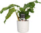Decorum Calathea Network met Elho B.for soft white – ↨ 45cm – ⌀ 14cm