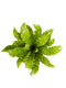 Asplenium Crispy Wave ↨ 30cm - 2 stuks - hoge kwaliteit planten