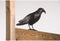 Vogelverschrikker