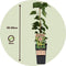 Plant in a Box - Humulus lupulus 'Nordbrau' - 2 Klimplanten - Hopplanten - Pot 15cm - Hoogte 50-60cm