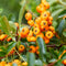 Perfect Garden | Set van 2 gele Vuurdoorn planten | 15 cm Ø | 60 cm | Pyracantha coccinea Sunny Star | Vuurdoorn haag | winterharde planten voor in de tuin | Tuinplanten