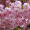 Japanse sierkers - Prunus serrulata ‘Kanzan’ 300 - 400 cm totaalhoogte (10 - 14 cm stamomtrek)