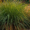 Plant in a Box - Miscanthus Gracilimus - Winterhard Siergras - Pot 23cm - Hoogte 40-60cm