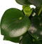 Peperomia Raindrop Feel Green - Elho b.for white