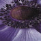 Jub - Anemone Coronaria Mr. Fokker
