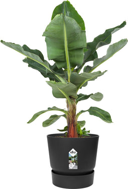 Bananenplant in Elho® Greenville pot – ↨ 80 cm – ⌀ 24 cm