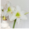 Plant in a Box - Amaryllis - Hippeastrum 'Velvet White' - Bloembol - Witte bloemen