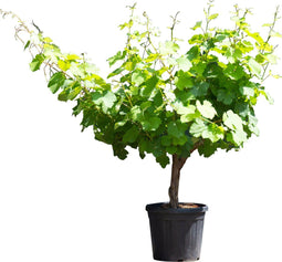 Witte druif op stam Vitis vinifera moscatel 62,5 cm