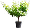 Witte druif op stam Vitis vinifera moscatel 62,5 cm
