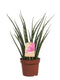 Kamerplant van OnlyPlants - 2x Vrouwentong - ↕ 40 cm - Sanseveria Fernwood duo - luchtzuiverend