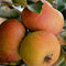 Malus d. Cox Orange Pippin als leiboom Malus domestica Cox Orange P...