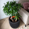 Capi Europe - Bloempot bol Groove NL - 43x41 cm - Breukbestendig - Zwart